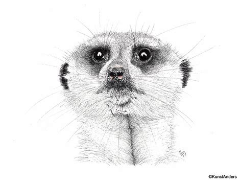 Meerkat Drawing By Hanneke Messelink Anders Fine Art America