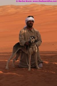 magnificent saluki arabian hunting dog  desert diva