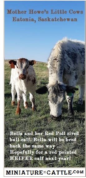 How To Influence Calf Gender Homestead And Miniature Cattle Directory