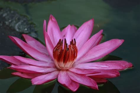 Types of lotus flowers with pictures. Lotus Flower HD wallpapers