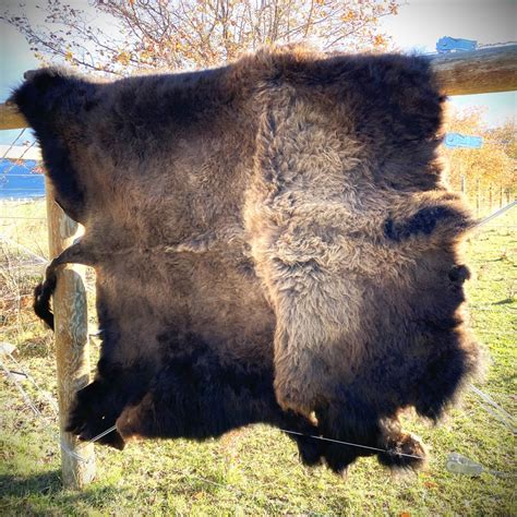 Winter Bison Hide The Roaming Bison Ranch
