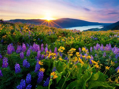 Sunrise Morning First Sun Rays Flowers Meadow With Mountain Lake