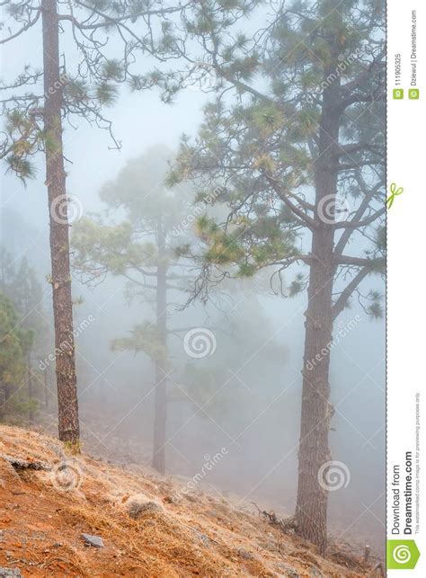 Misty Fog In Pine Forest On Mountain Slopes Stock Image