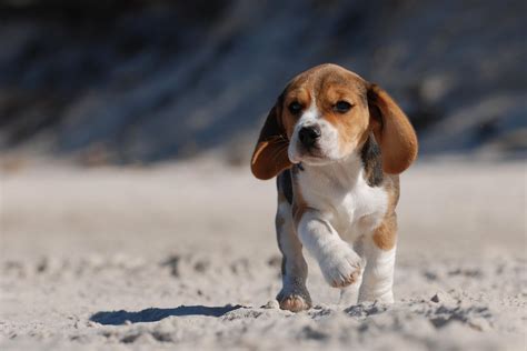 Beagle Puppies Photos Compilation - Pictures Of Animals 2016