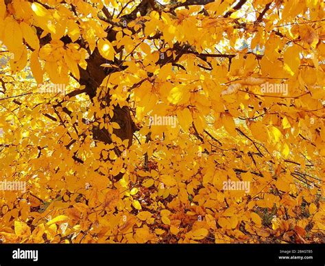 Hornbeam In Autumn Colors Stock Photo Alamy