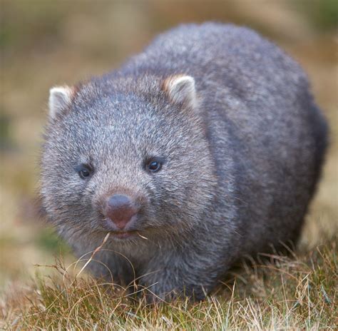 Juvenile Wombat Cute Animals Australia Animals Cute Wombat