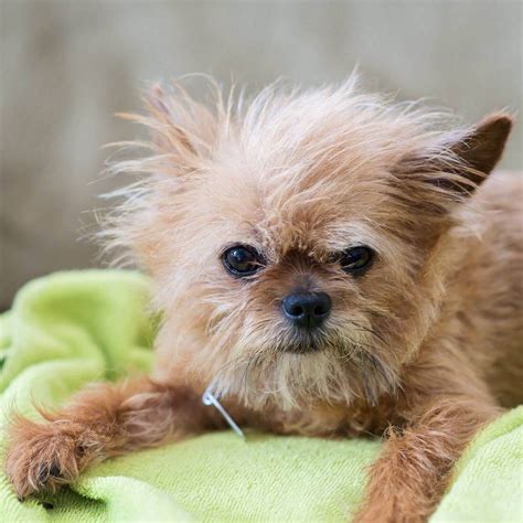 20 gorgeous brussels griffon mixes you just have to see page 4 of 5