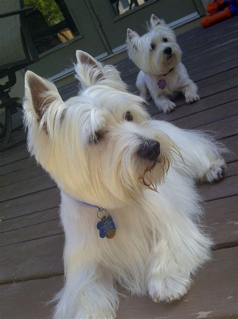 17 Best Images About Westie On Pinterest Pets Westies And West