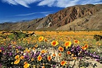 A Rare Super Bloom Of Desert Flowers Will Be The Pop Of Color Your IG ...