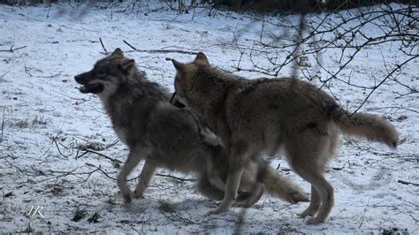 Young Wolves Playing Around Canis Lupus Youtube