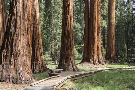 yosemite park and giant sequoia day tour from san francisco klook ph