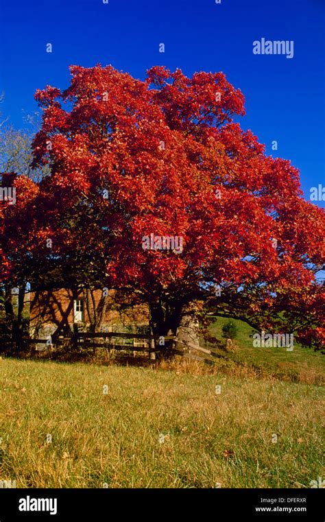 Huge White Oak Tree Quercus Albawith Autumn Foliage In Country Fence