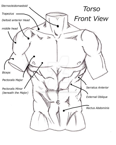 Muscles Of The Torso Drawing Study Of Torso Muscles By Megasquid On