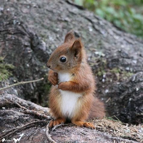 Myfairylily Animals Beautiful Cute Baby Animals Squirrel