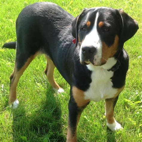 Greater Swiss Mountain Dog For The Love Of Purebred Dogs