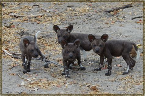 One of the features that sets them apart from other canids is their feet the birth of these puppies is critical, as african painted dogs are an endangered species. Cute&Cool Pets 4U: African Painted dog Puppies Pictures