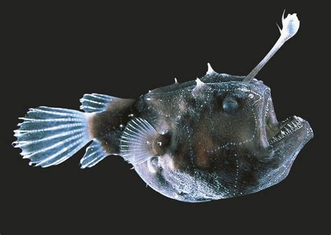 Ikan Anglerfish Si Monster Laut Dari Kedalaman Mediamaya