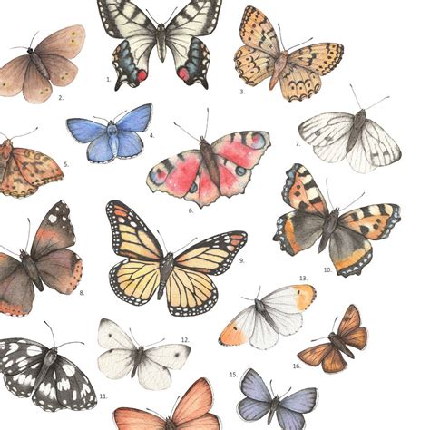 Butterflies Watercolour Print Unframed By Dani Williams