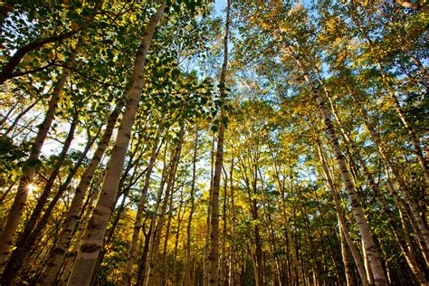 What Is A Sustainably Managed Forest Environment Blog