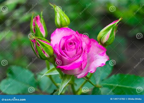Closeup Of A Beautiful Pink Rosebud In The Garden Stock Photo Image