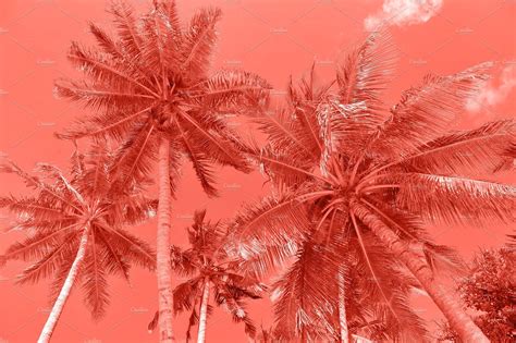 Palm Trees Summer Nature Background Coral Wallpaper Peach Aesthetic