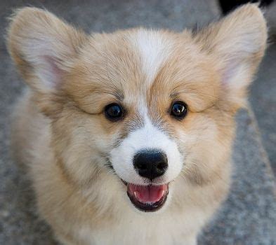 The pomsky, corgi, and border collie puppies for sale at maine aim ranch dogs are looking forward to meeting their forever families. Corgi Hybrids! | Corgi puppies for sale, Corgi dog, Corgi