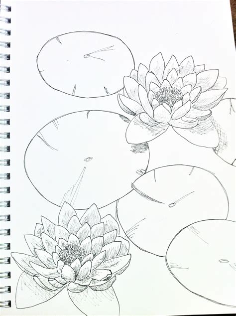 Lily Pad Sketch Flower Drawing Lily Pad Drawing Flower Drawing