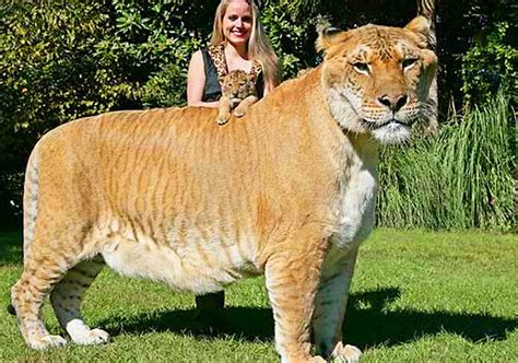 18 Giant Animals That You Wont Believe Are Alive Today