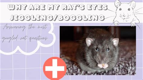 Why Are My Rats Eyes Jiggling Boggling Bulging Boggling In Pet