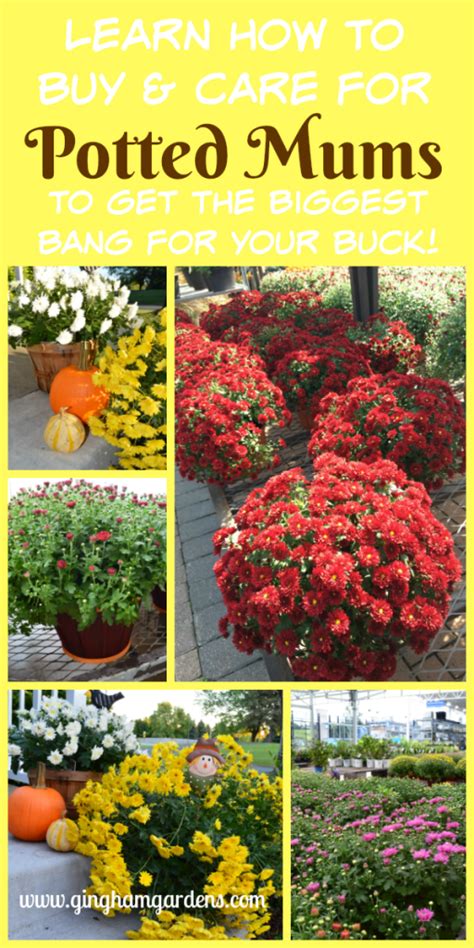 Potted Mums Tips On Buying And Caring For Potted Mums In The Fall