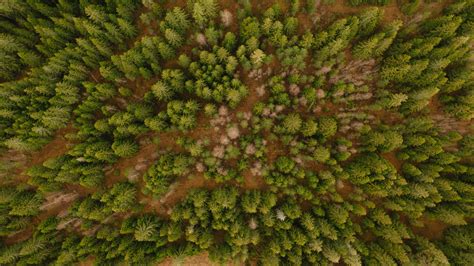 Download Wallpaper 3840x2160 Aerial View Trees Forest 4k Uhd 169 Hd
