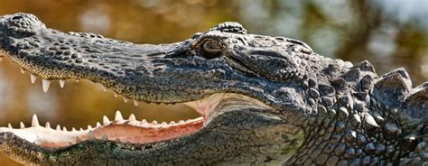 American Alligator Reid Park Zoo