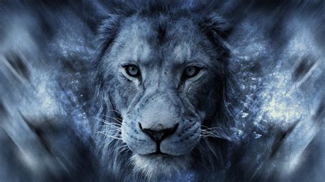 Lion Warped Photography Lion Animals Africa Blue Hd Wallpaper