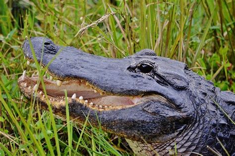 Alligators Are Often Seen Here But They Can Be Elusive During Th