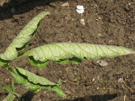 Master Gardener What To Do About Leaf Roll On Tomato Plants Press