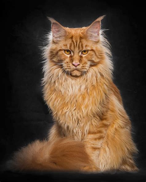 Strikingly Beautiful Portraits Of Cats Kings Maine Coons