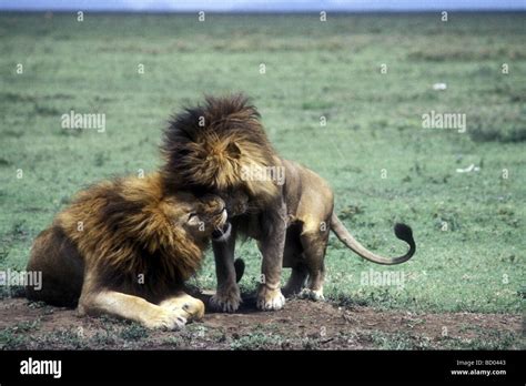 Two Male Lions With Fine Manes Rubbing Their Heads Together To Greet