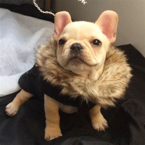 Looking for a french bulldog puppy? "Does this Fur make me look fat?", adorable French Bulldog ...