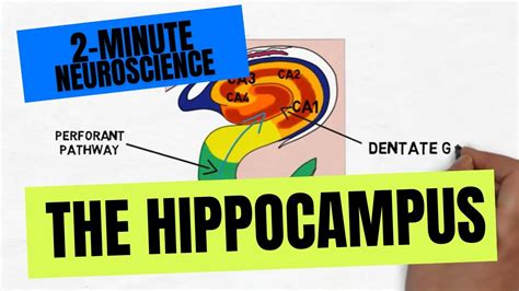 Hippocampus Anatomy And Visual Cortex Mouse Powenpurchase
