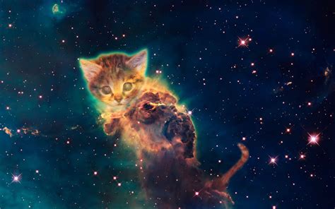 Gatos Galácticos Taringa