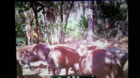 Green Swamp Wma Central Florida Public Land Hog Hunting Youtube