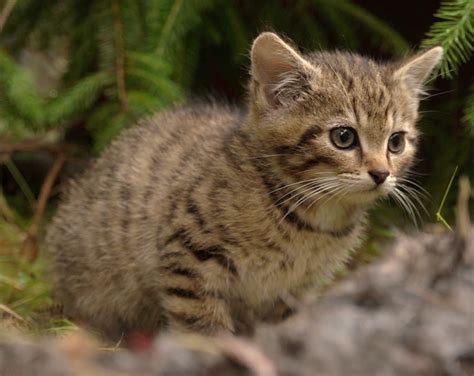 Фото Котят Лесных Telegraph