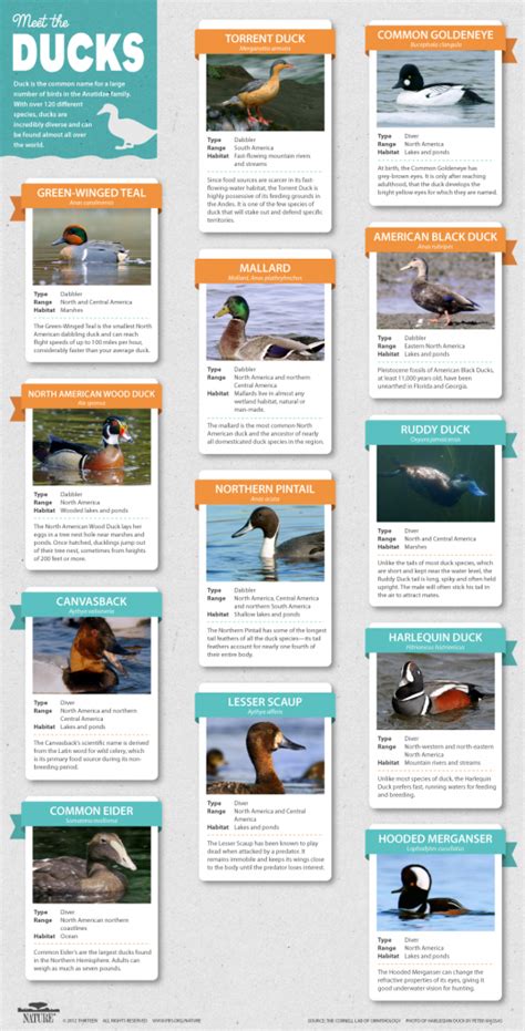 An Original Duckumentary ~ Infographic Meet The Ducks Nature Pbs