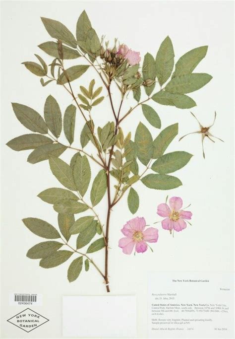 What is herbarium? - Quora