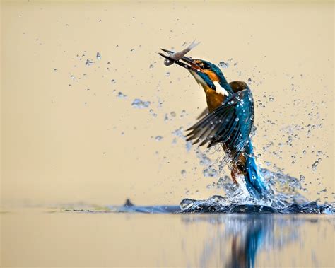 Wallpaper Kingfisher Beautiful Dance Water Splash Catch