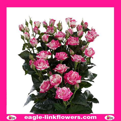 Flash Dance Supermarket Range Spray Roses Eagle Link Flowers