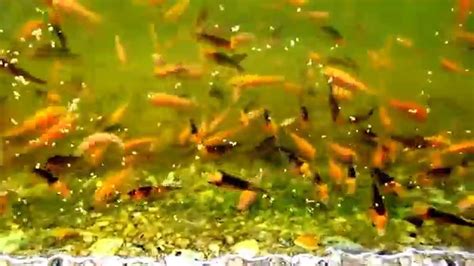 Marugen Koi Farm Baby Koi Fry 15 Days Old Youtube