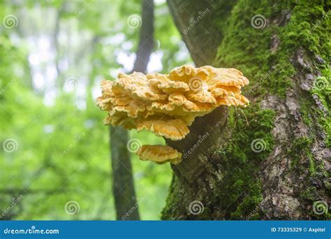 Sulfur Yellow Fungus Laetiporus Sulphureus On Tree Trunk Stock Image