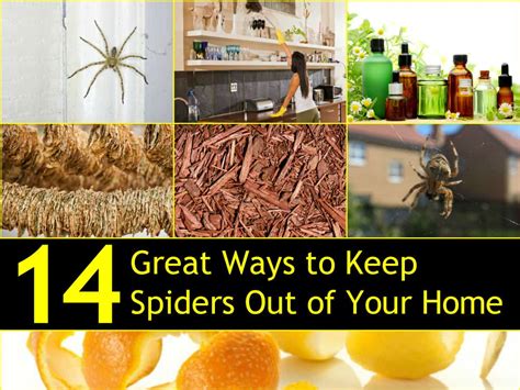 How To Repel Spiders Simply And Naturally
