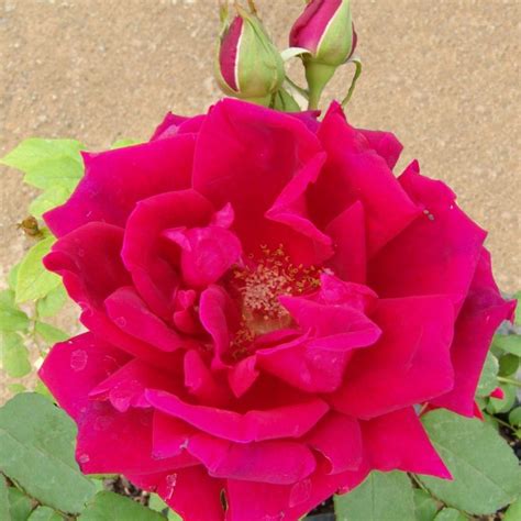 Crimson Glory Ludwigs Roses